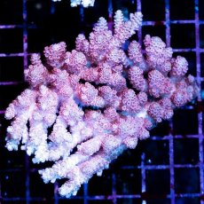 画像1: CDU Acropora sp. Ultra No.138 (1)