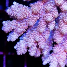 画像2: CDU Acropora sp. Ultra No.136 (2)