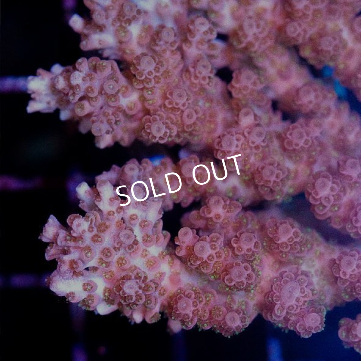 画像2: CDU Acropora sp. Ultra No.141 (2)