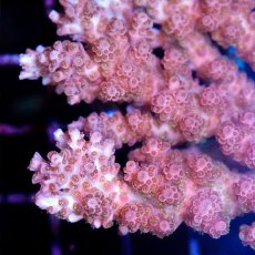 画像2: CDU Acropora sp. Ultra No.141 (2)