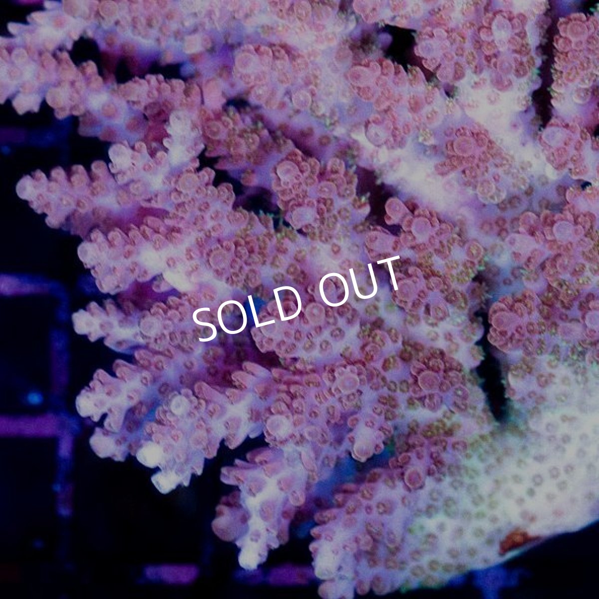 画像2: CDU Acropora sp. Ultra No.140 (2)