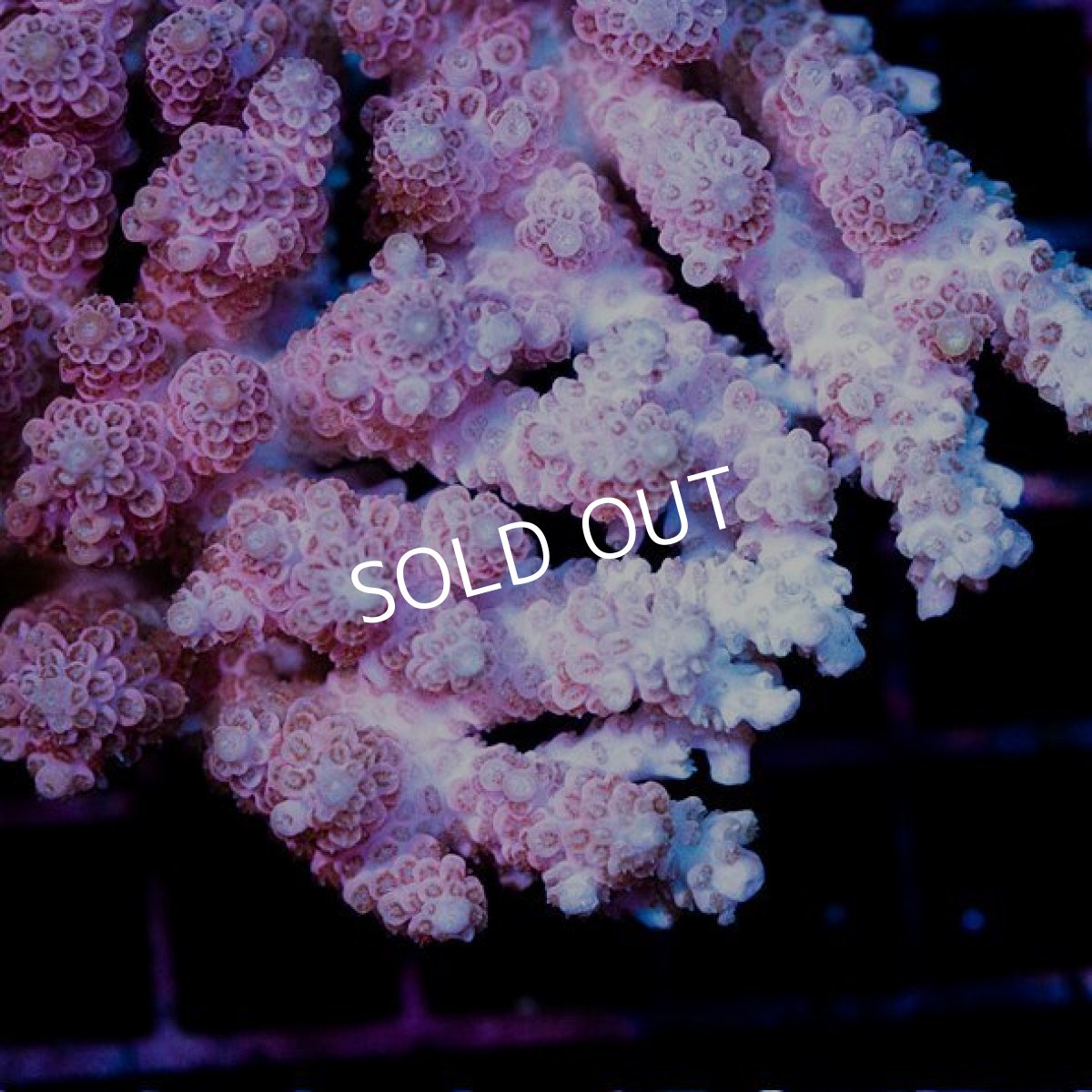 画像2: CDU Acropora sp. Ultra No.138 (2)