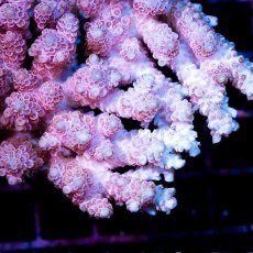 画像2: CDU Acropora sp. Ultra No.138 (2)