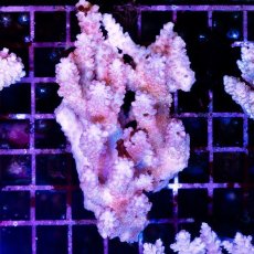 画像1: CDU Acropora sp. Ultra No.137 (1)