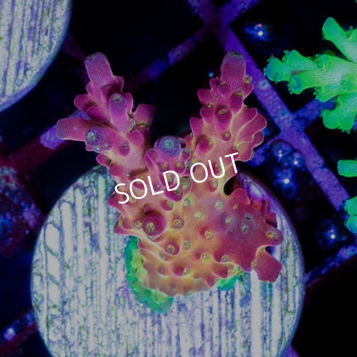 画像2: CE Acro "Cherry Blossom" M-size No.1 (2)