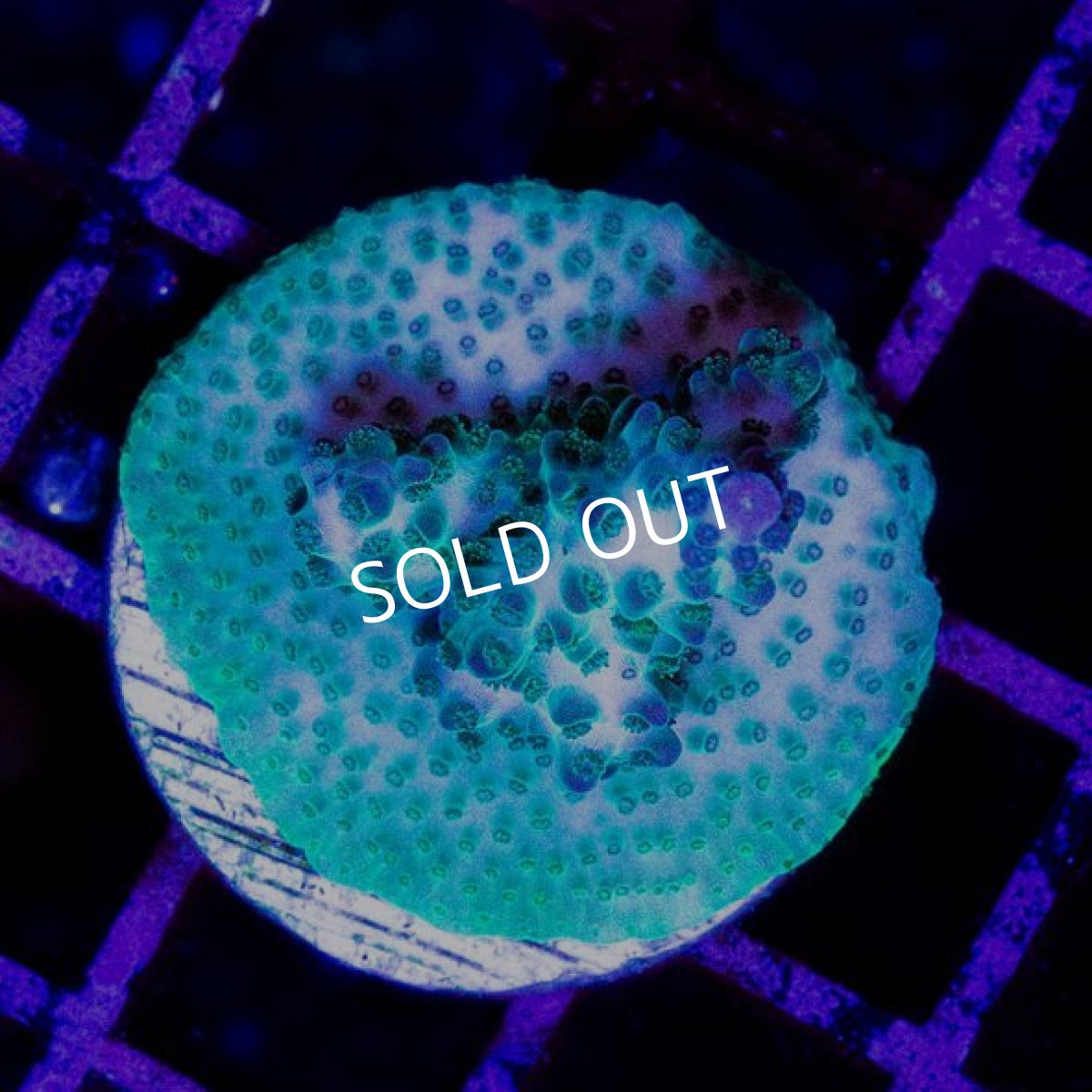 画像2: CE Acro "Aqua Man" (2)