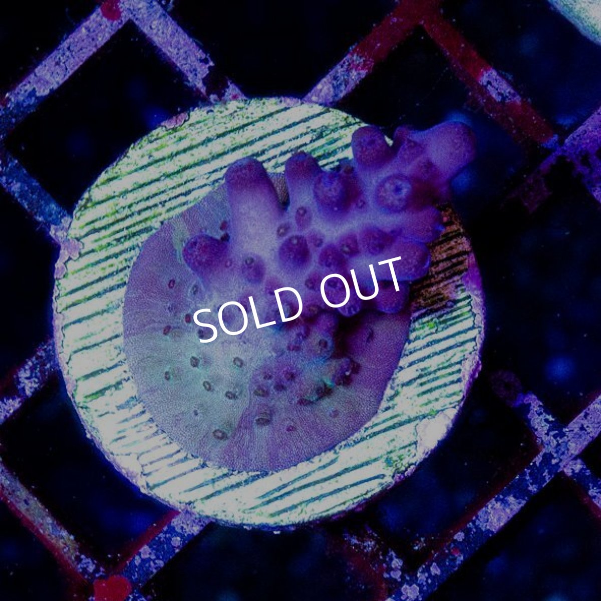 画像2: CE Acro Loripes "Purple" (2)