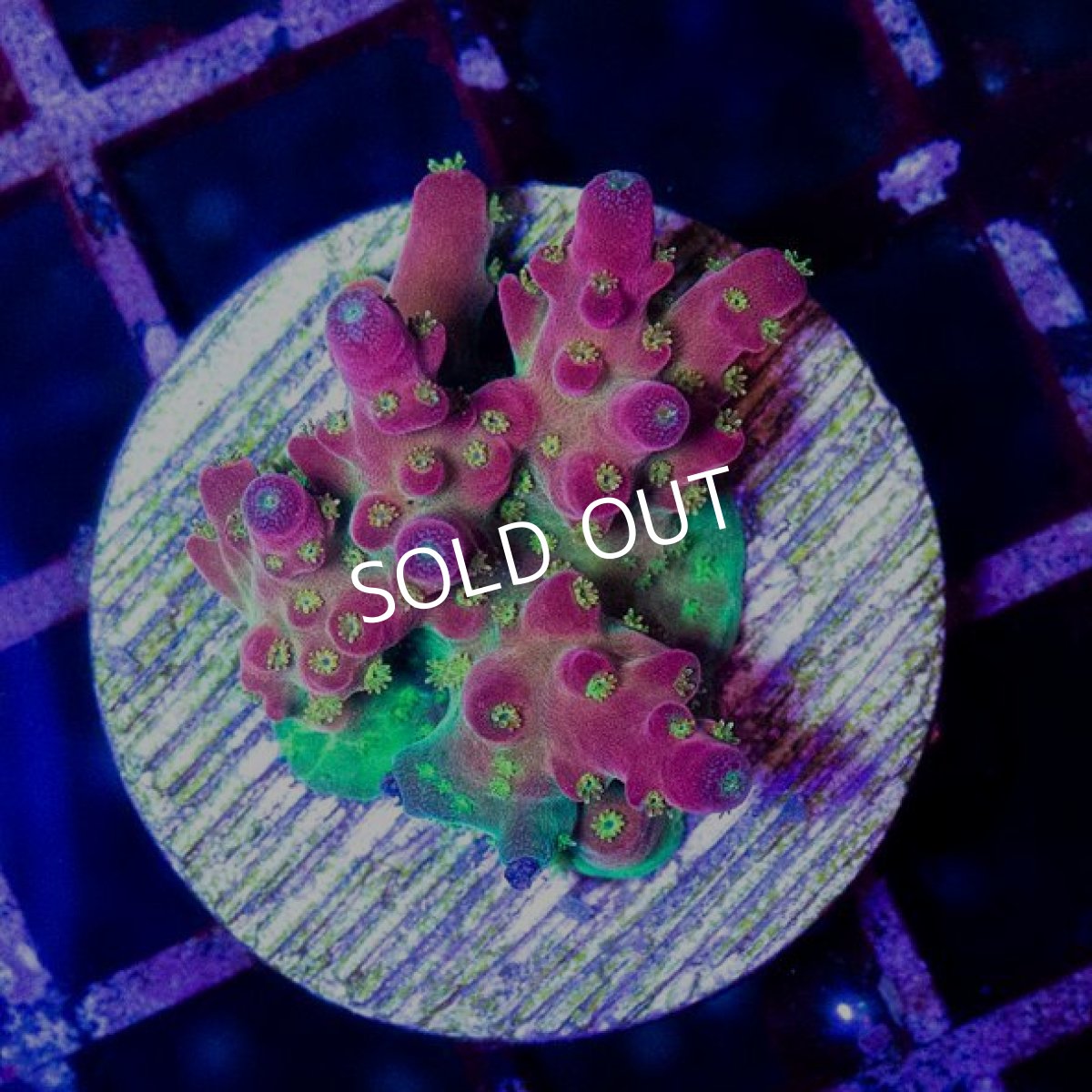 画像2: CE Acro "Cherry Blossom" M-size No.2 (2)