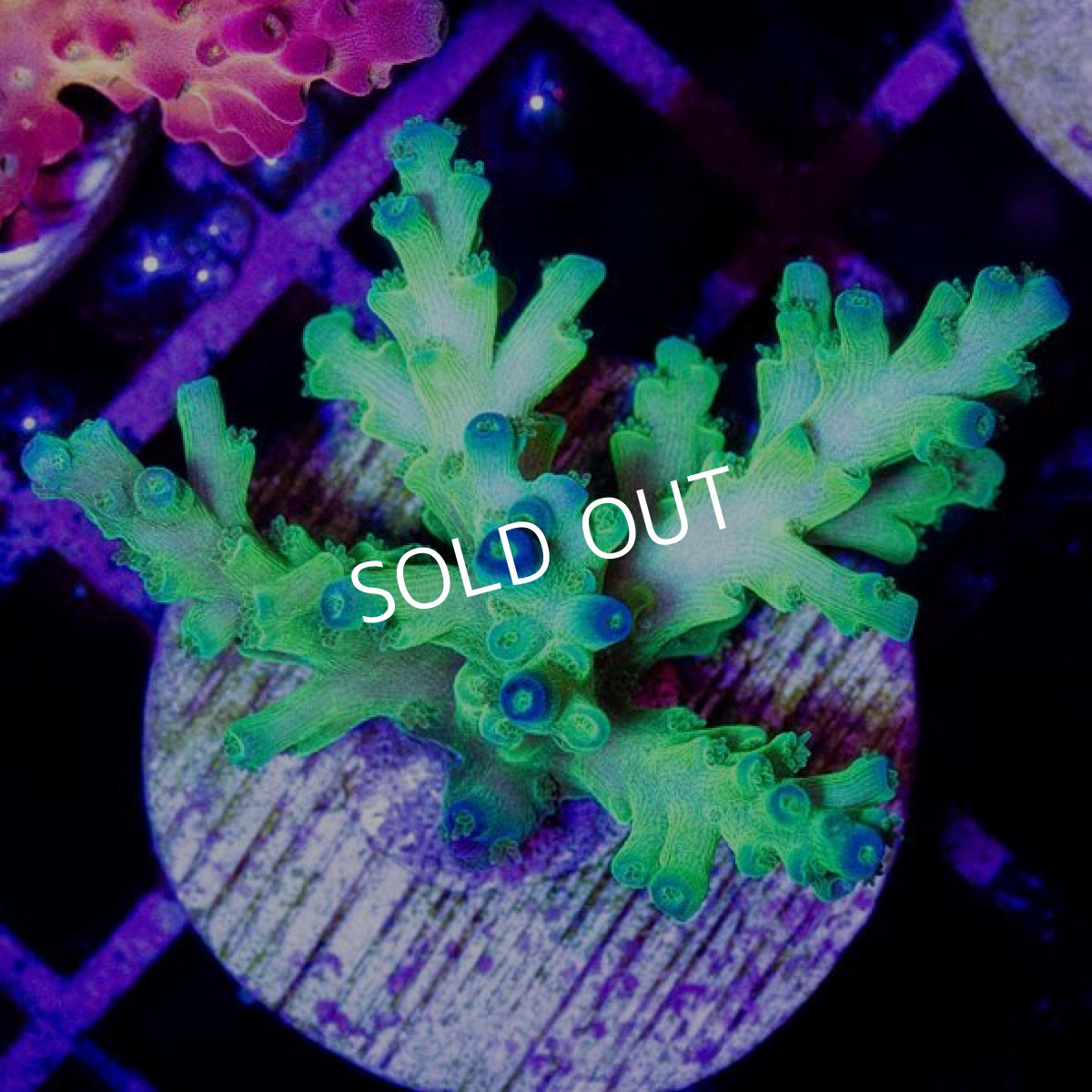 画像2: CE Acro "Echinata" No.1 (2)