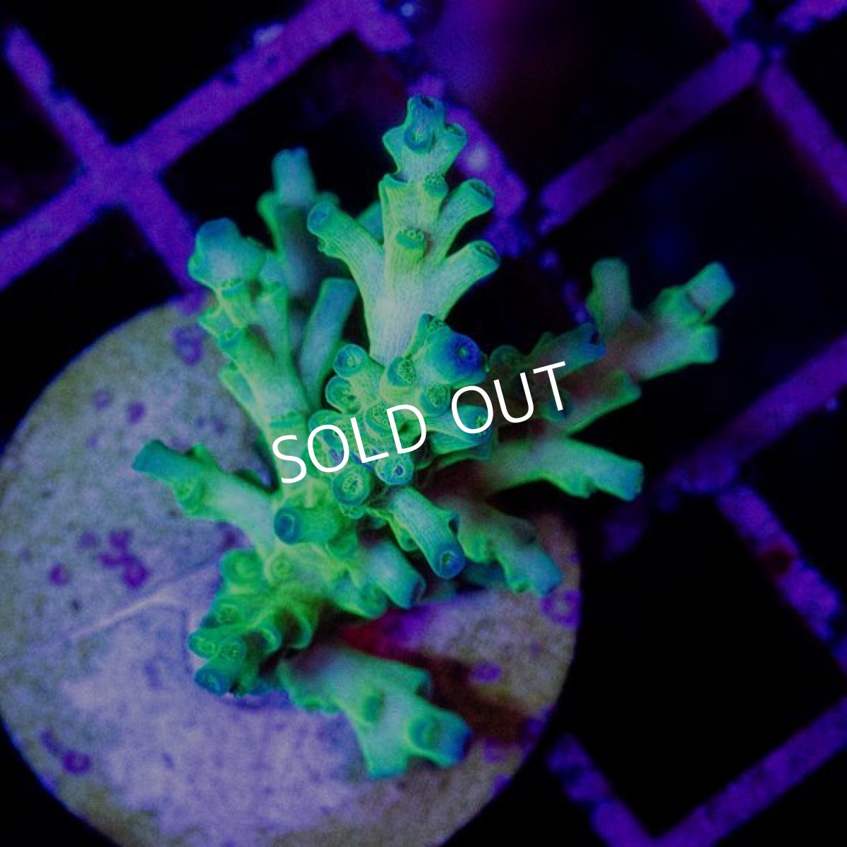 画像2: CE Acro "Echinata" No.2 (2)