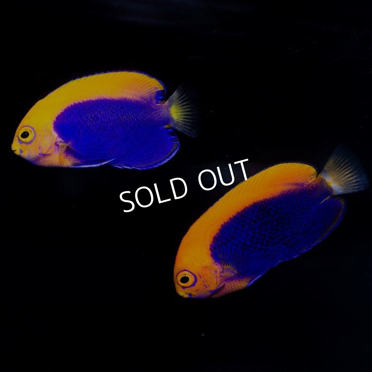 画像2: アフリカンピグミーエンゼル No.2 (2)