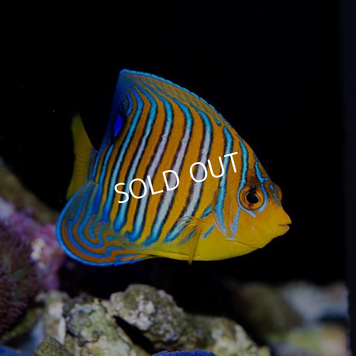 画像3: インドニシキヤッコ モルジブ (3)