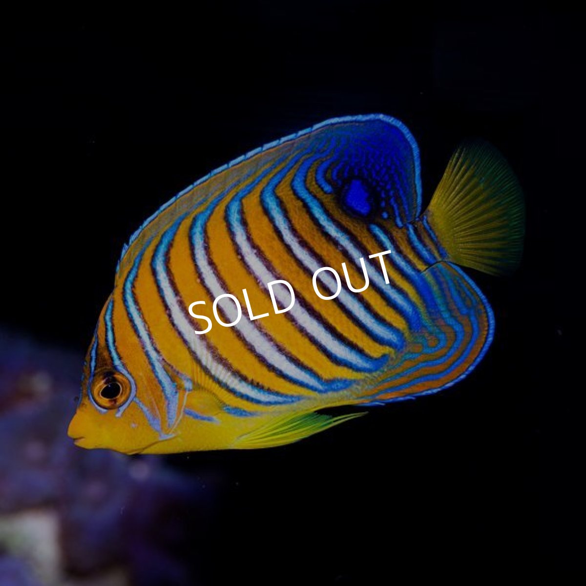 画像2: インドニシキヤッコ モルジブ (2)