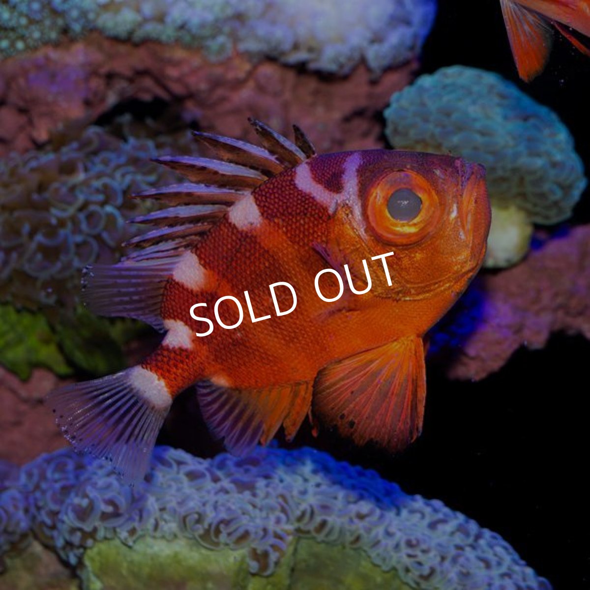 画像2: クルマダイ 近海 (2)