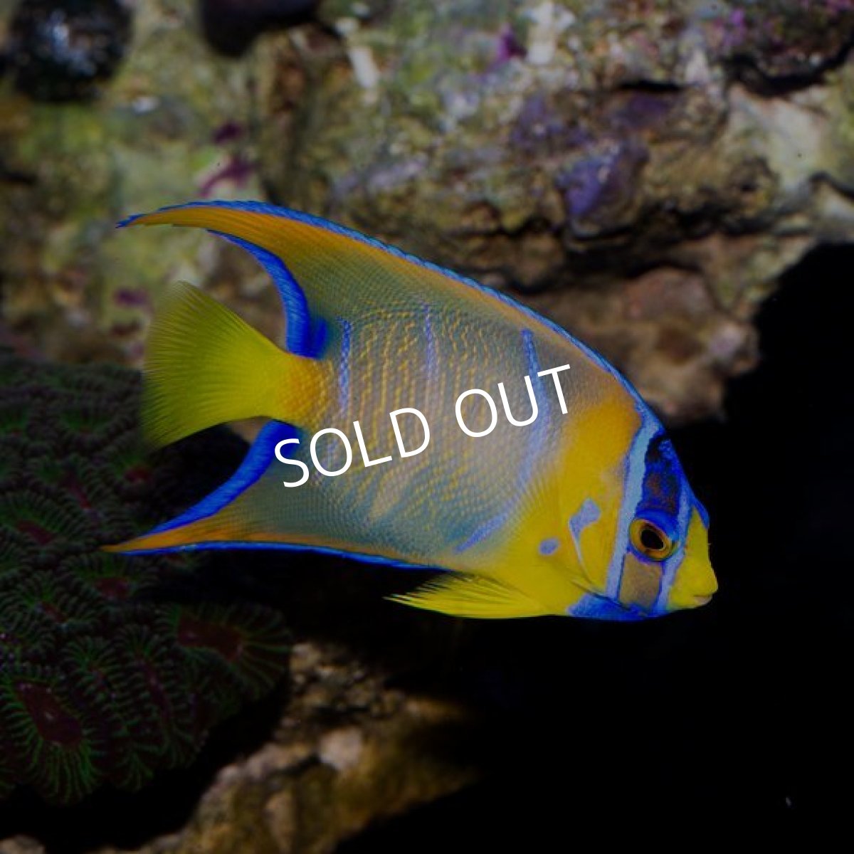 画像3: クイーンエンゼル　M (3)