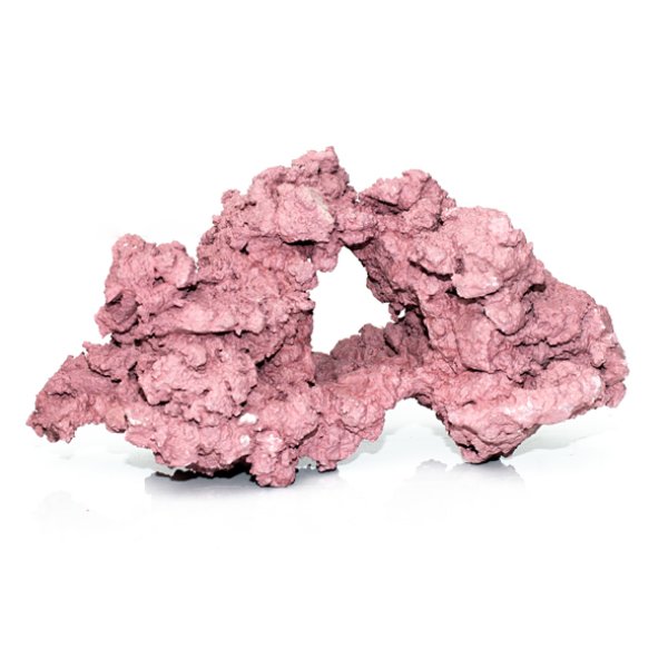 ☆】ライブロックセット 海藻ミルおまけ ☆】ライブロックセット 海藻