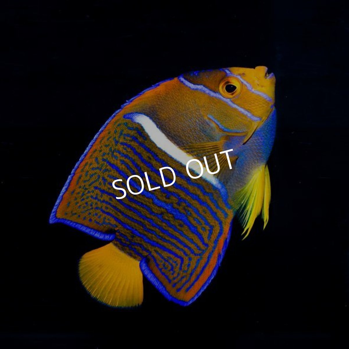 画像2: キングエンゼル　幼魚 (2)