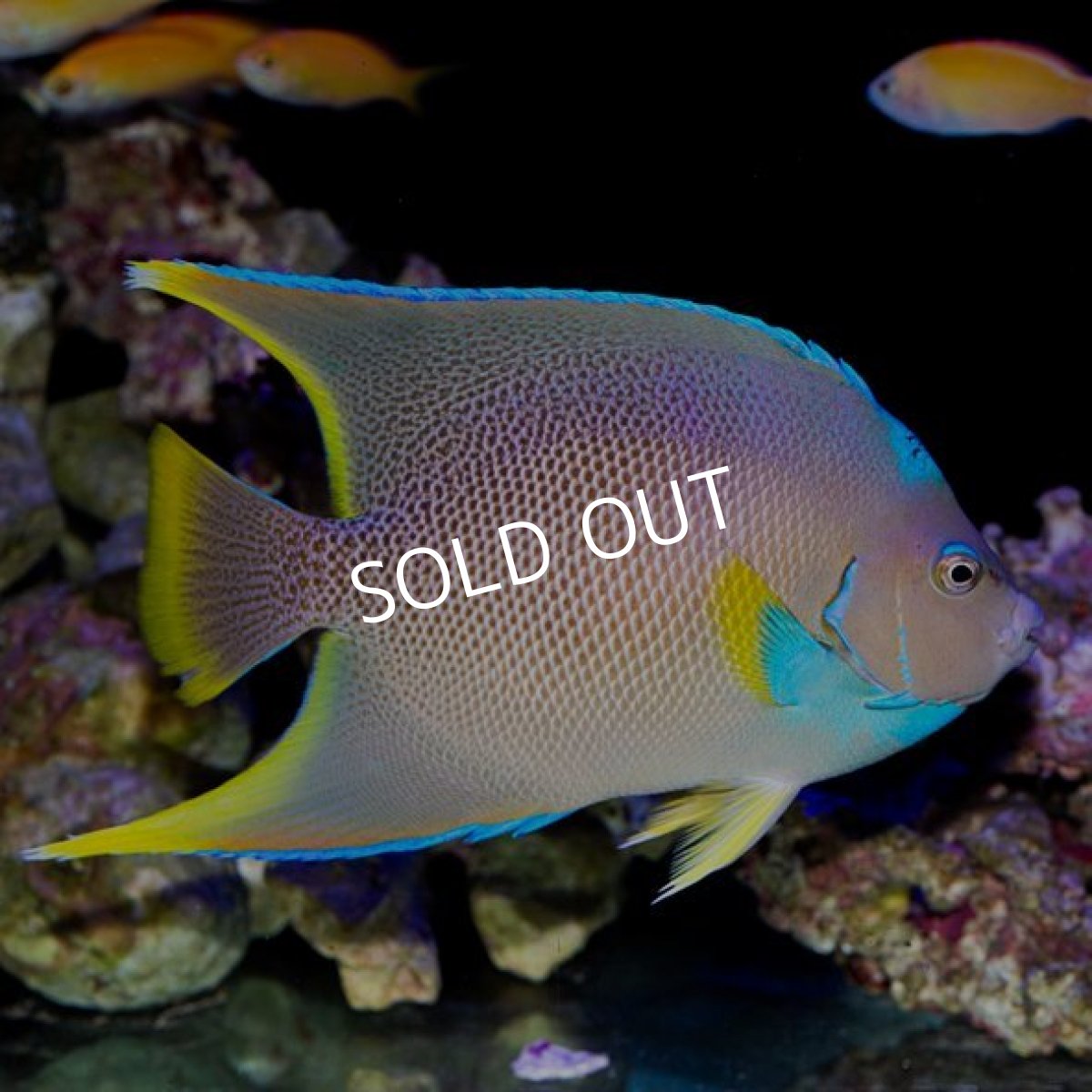 画像2: ブルーエンゼル (2)