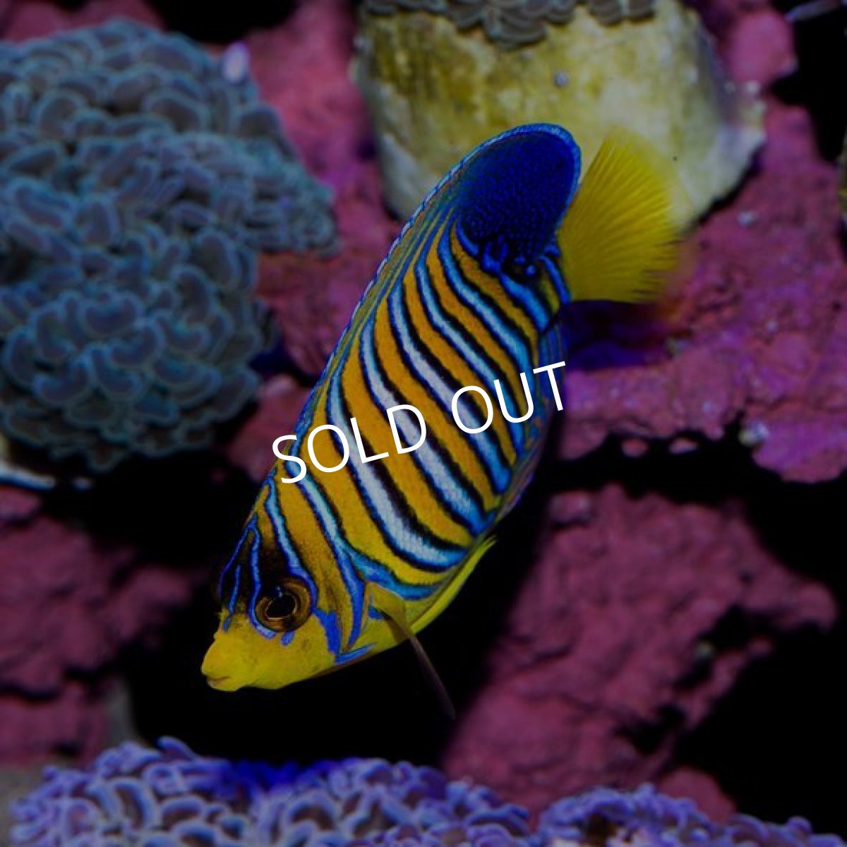 画像2: インドニシキヤッコ モルジブ (2)