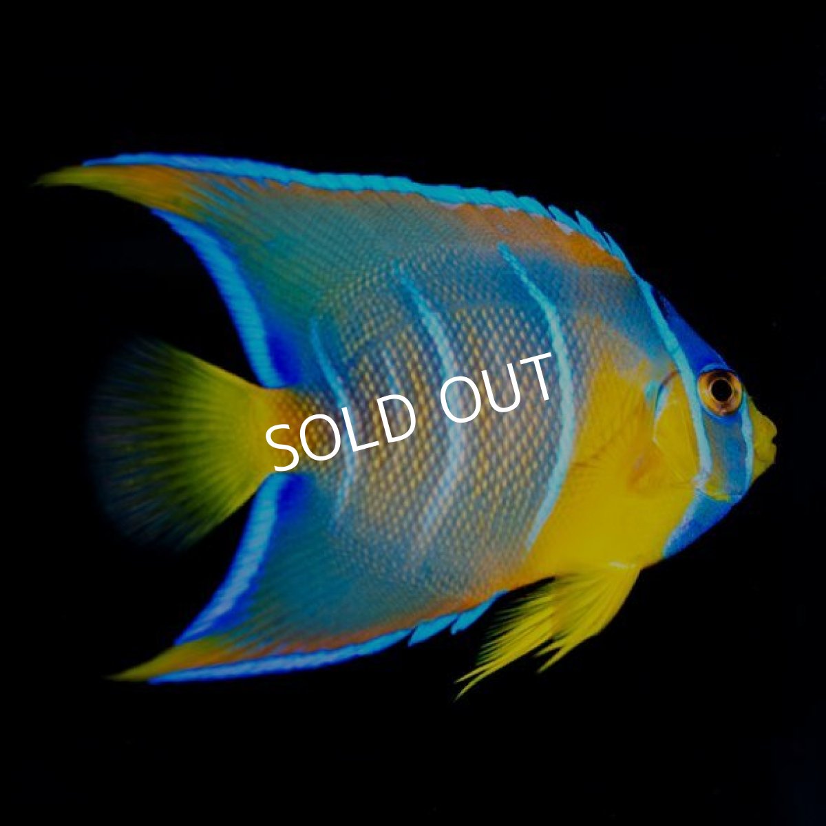 画像3: クイーンエンゼル M カリブ (3)