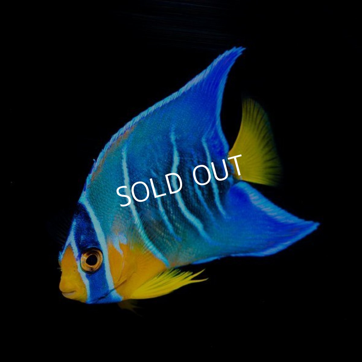 画像3: クイーンエンゼル　SM　カリブ (3)