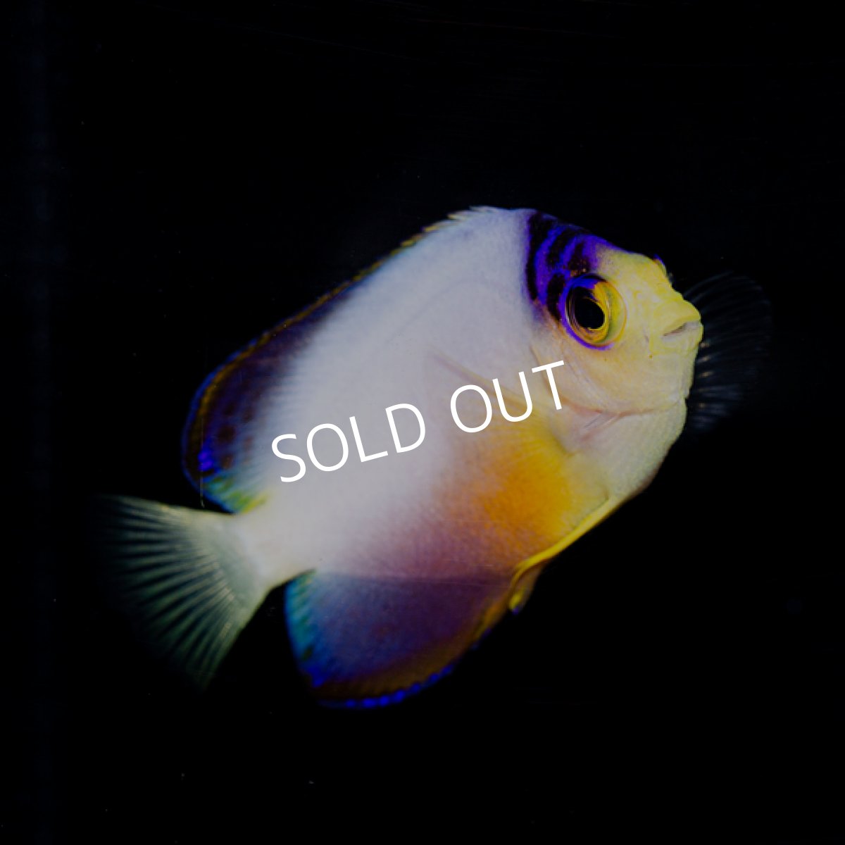 画像2: マルチカラーピグミーエンゼル マーシャル (2)