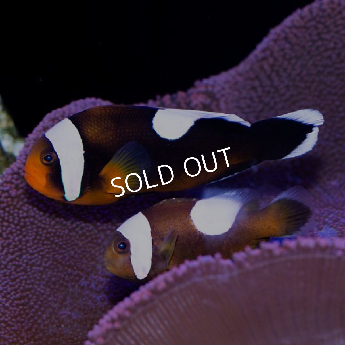 画像2: ■SALE■トウアカクマノミ　ペア (2)