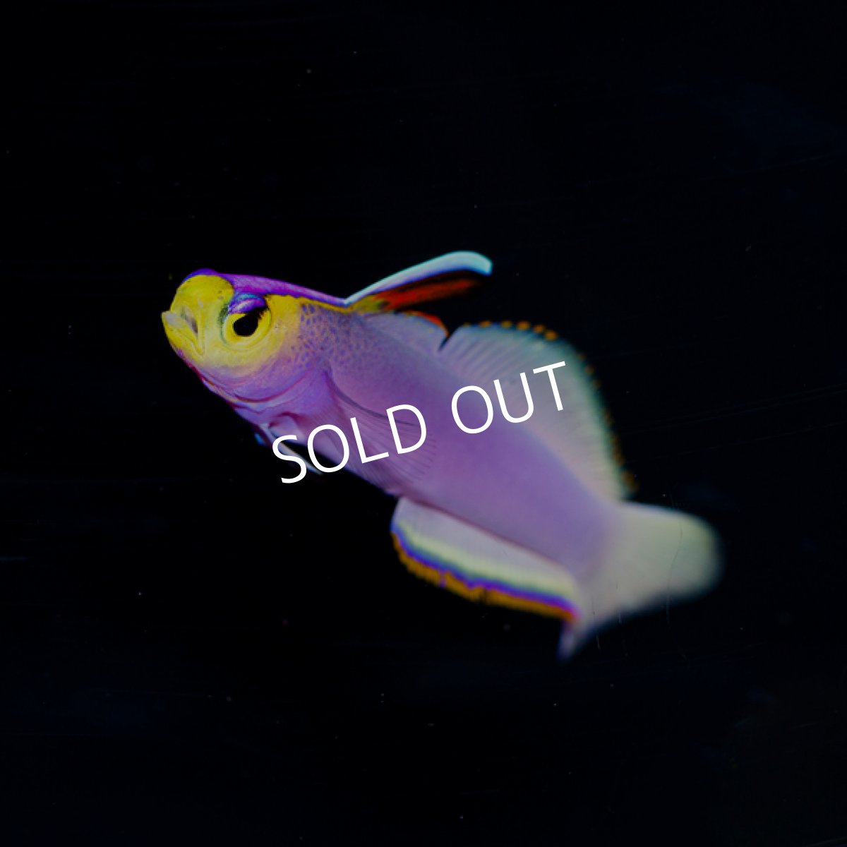 画像2: パープルファイヤーゴビー　No.2 (2)