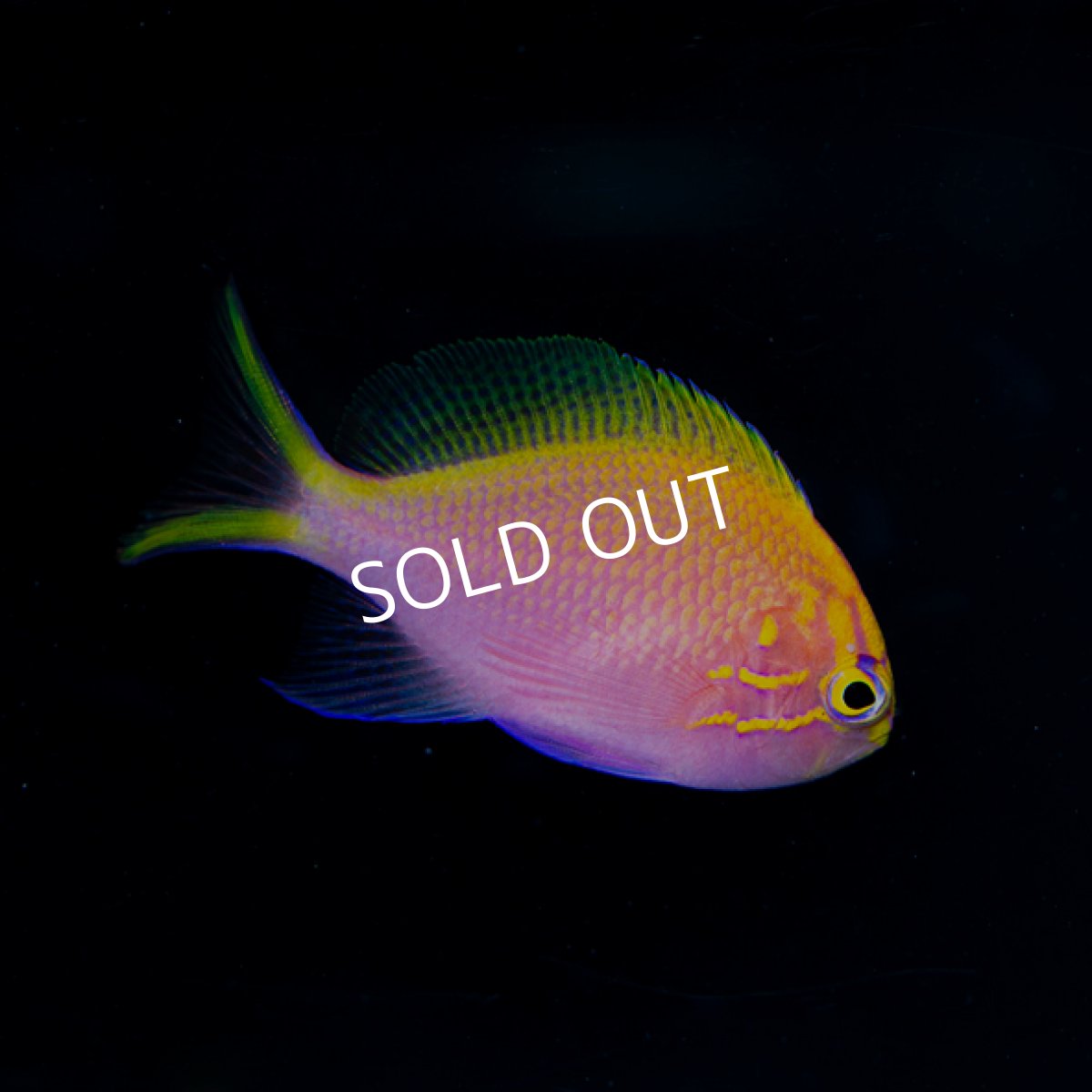 画像2: ハナゴンベ　フィジー (2)