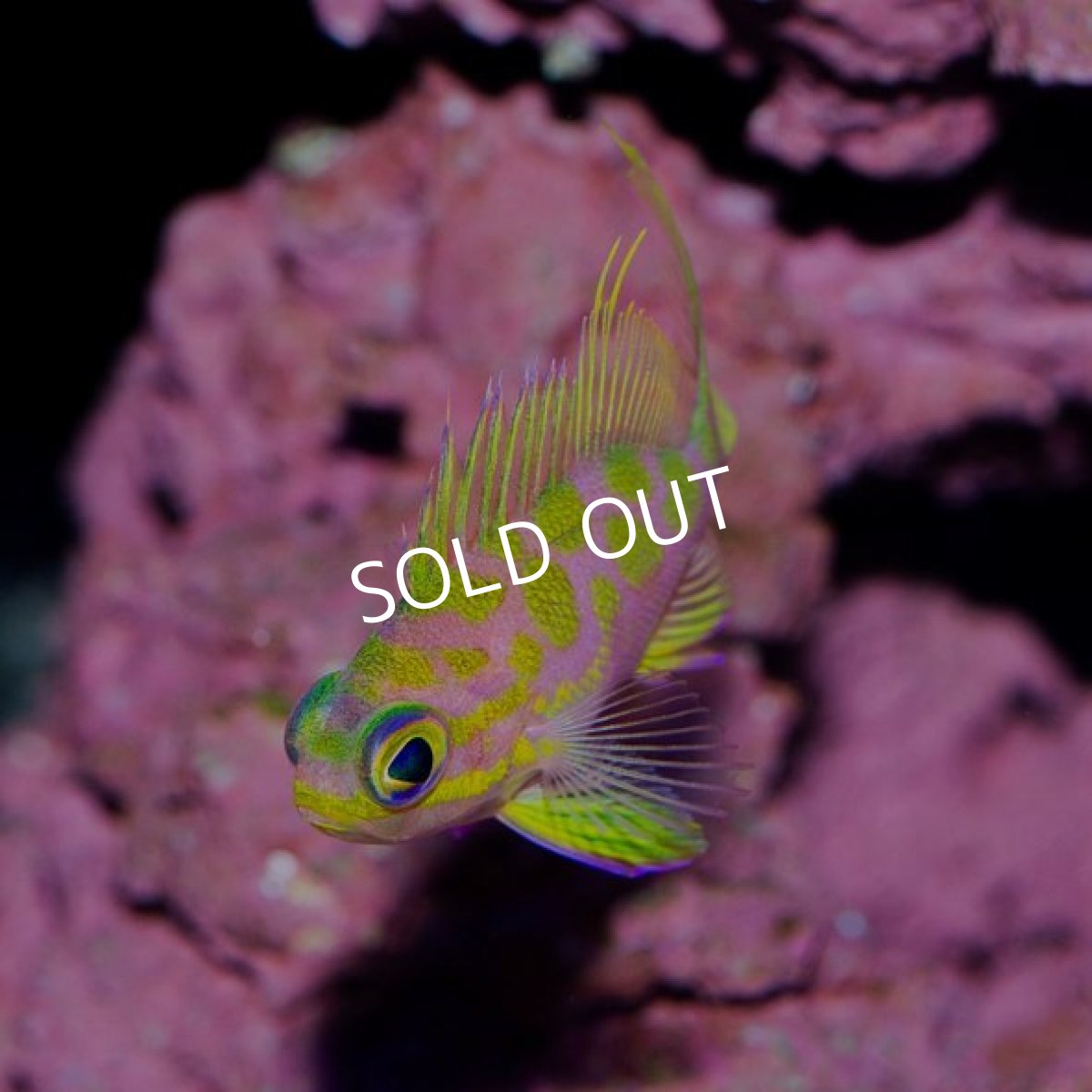 画像2: ■SALE■マダラハナダイ (2)