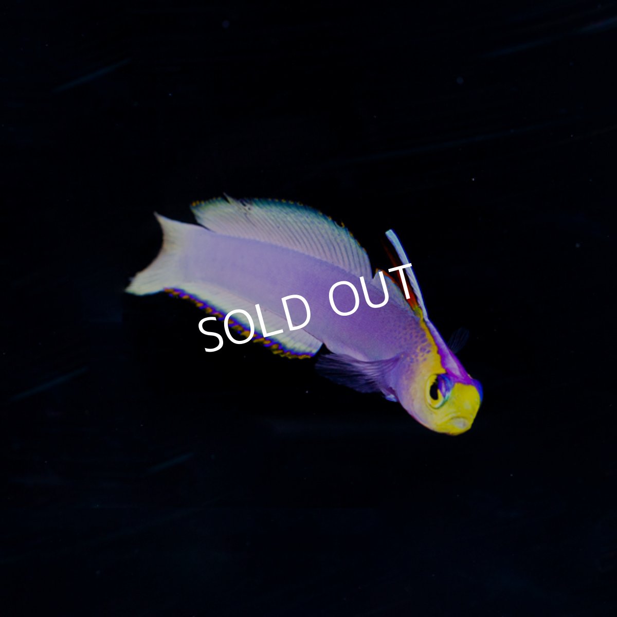 画像2: パープルファイヤーゴビー　No.1 (2)