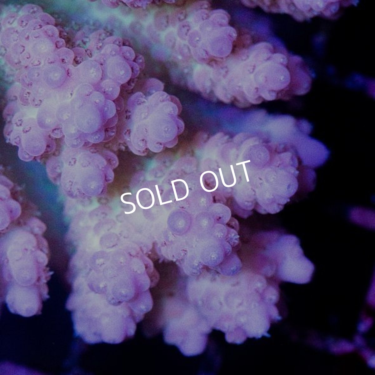 画像2: CDU Acropora sp. Ultra No.151 (2)