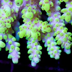 画像2: CDU Acropora sp. Ultra No.146 (2)