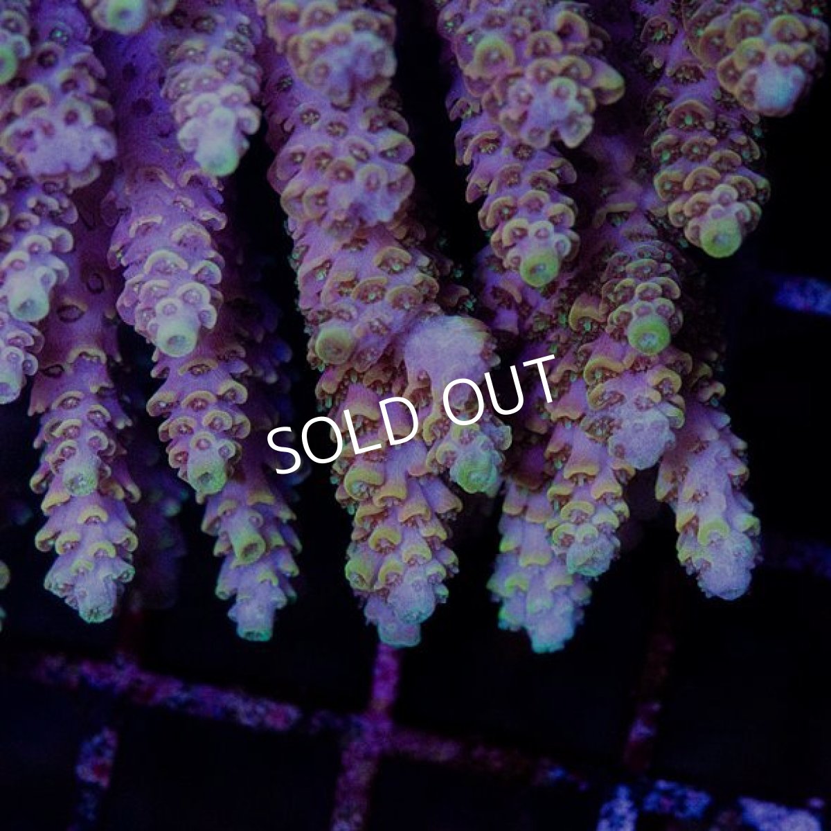 画像2: CDU Acropora sp. Ultra No.144 (2)