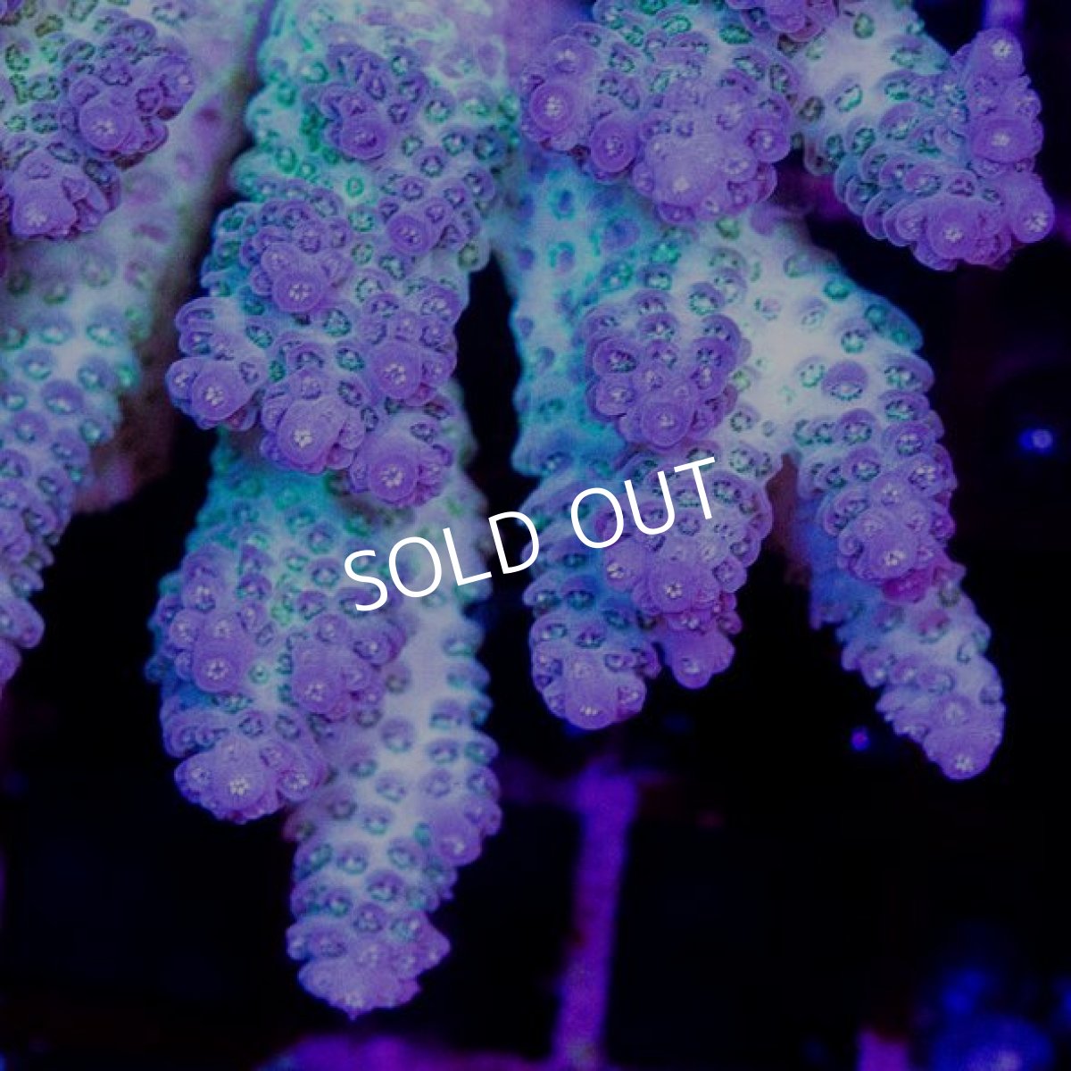 画像2: CDU Acropora sp. Ultra No.149 (2)