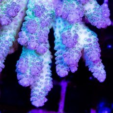 画像2: CDU Acropora sp. Ultra No.149 (2)