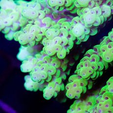 画像2: CDU Acropora sp. Ultra No.147 (2)