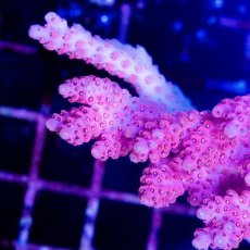 画像2: CDU Acropora sp. Ultra No.150 (2)