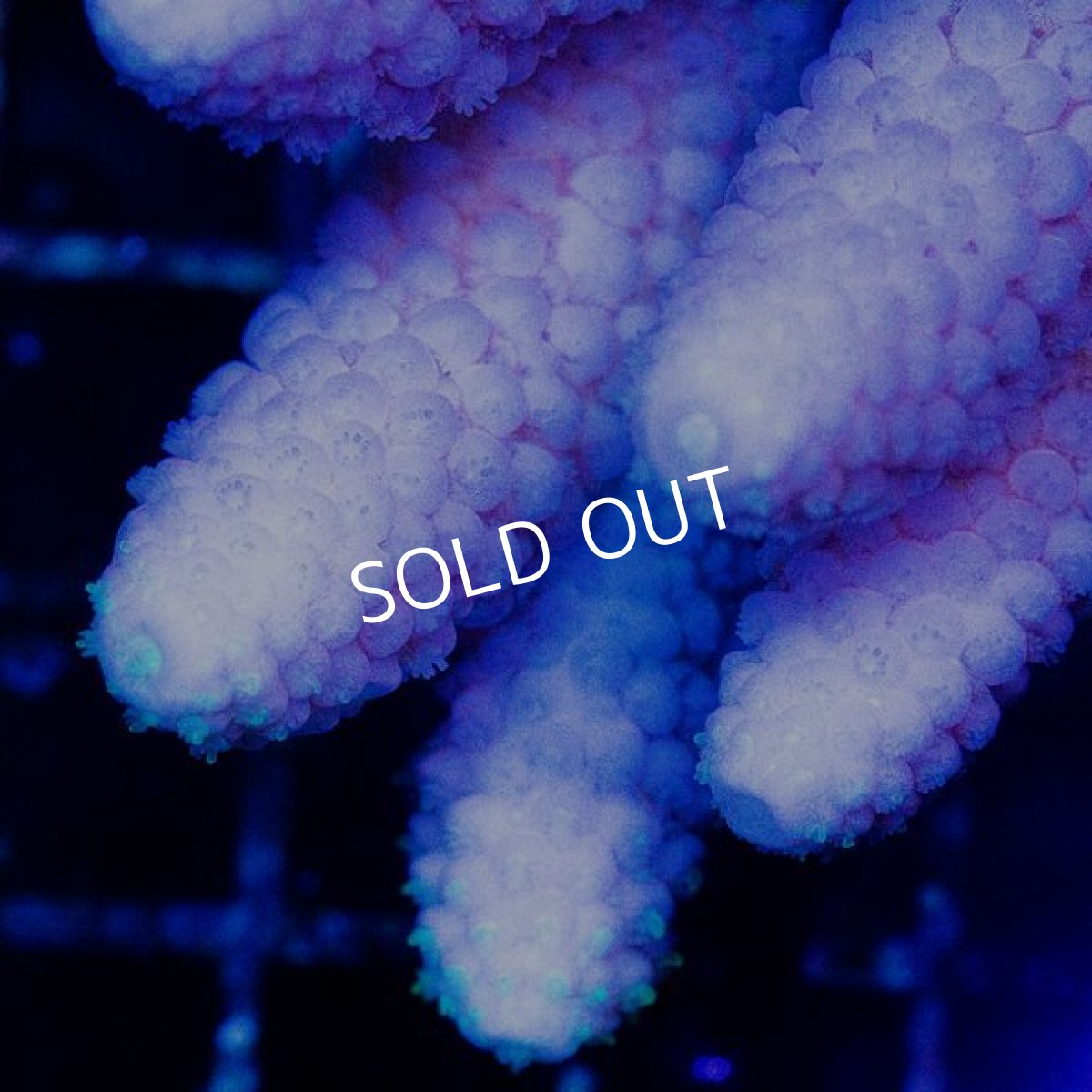 画像2: CDU Acropora sp. Ultra No.148 (2)