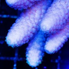 画像2: CDU Acropora sp. Ultra No.148 (2)