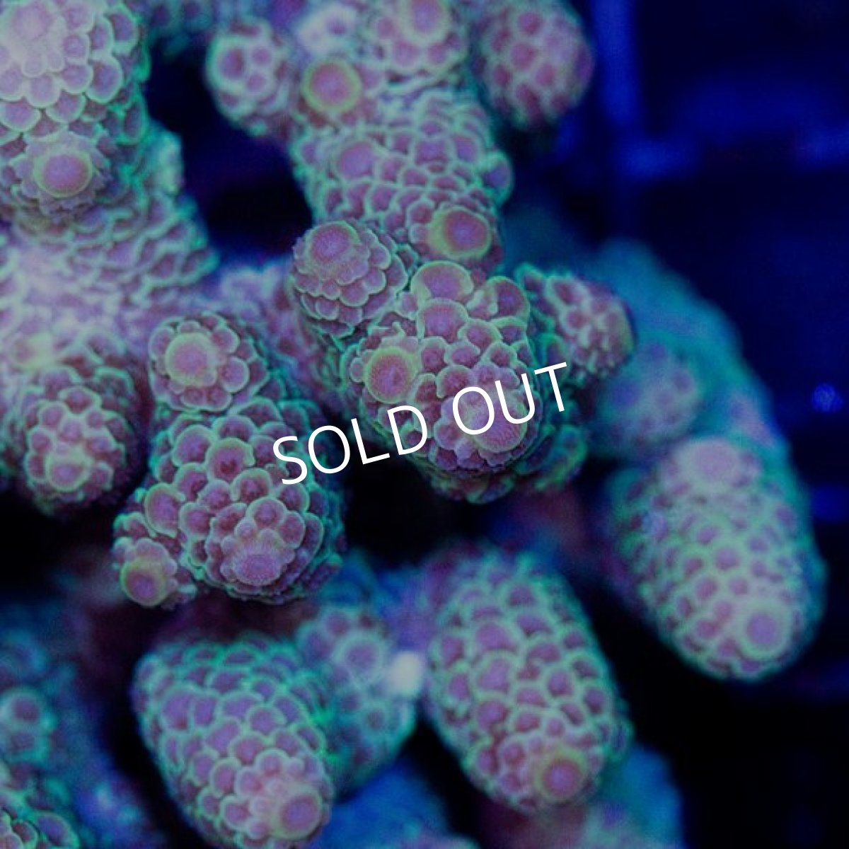 画像2: CDU Acropora sp. Ultra No.145 (2)