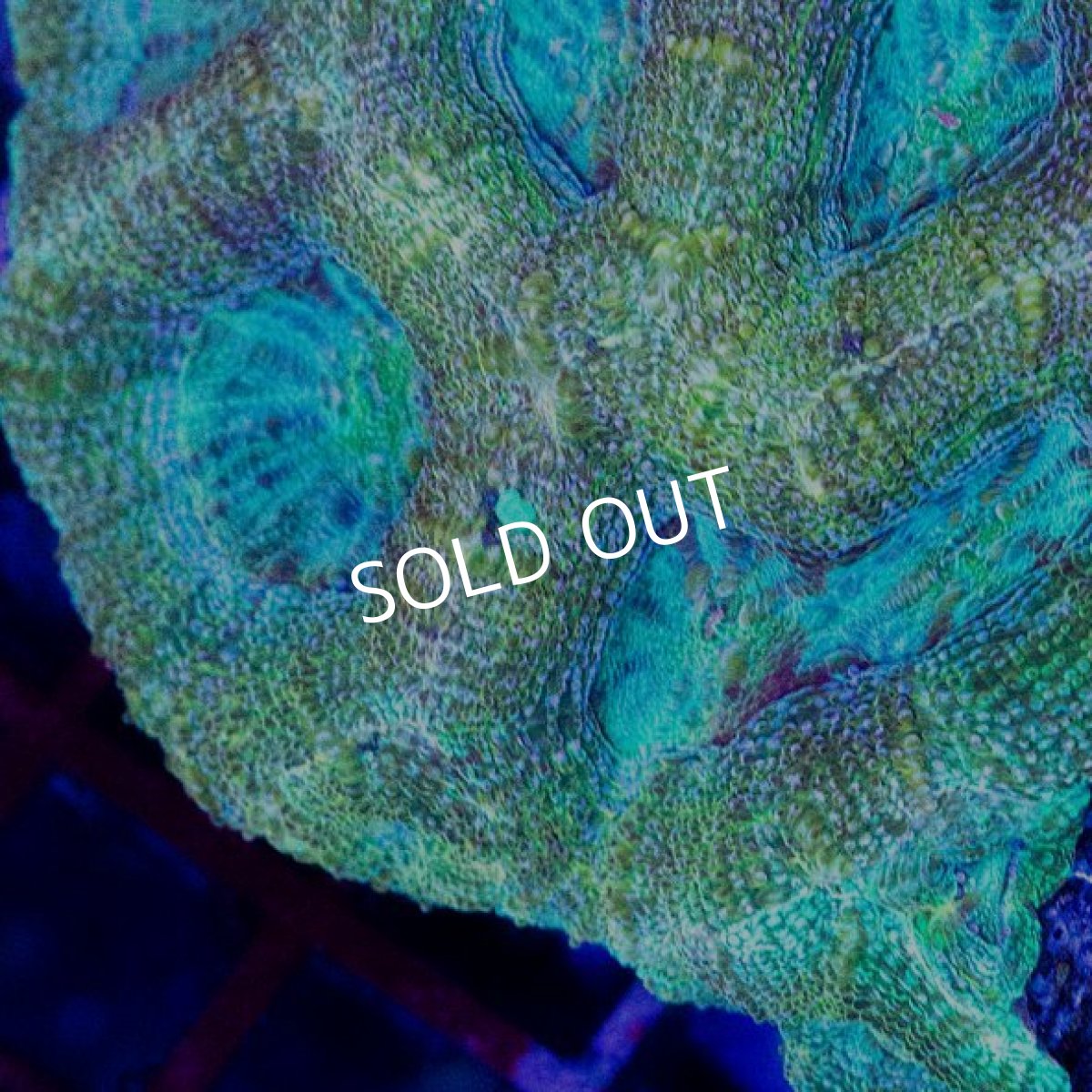 画像3: H.bowerbanki & Scolymia (3)