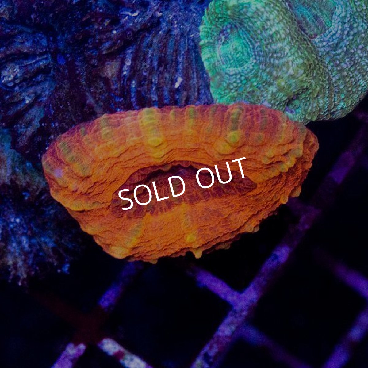 画像2: H.bowerbanki & Scolymia (2)