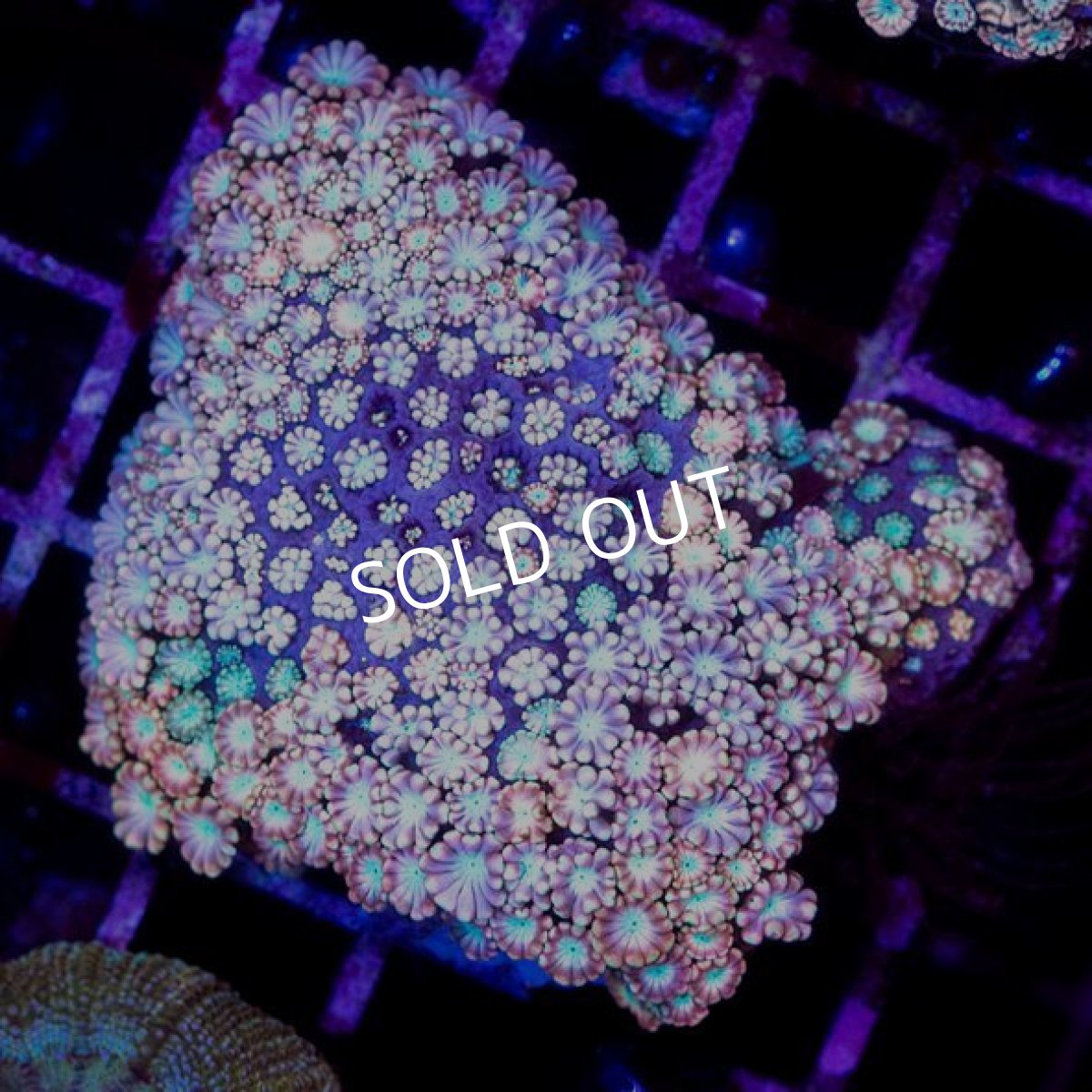 画像2: CDU アワサンゴ No.7 (2)