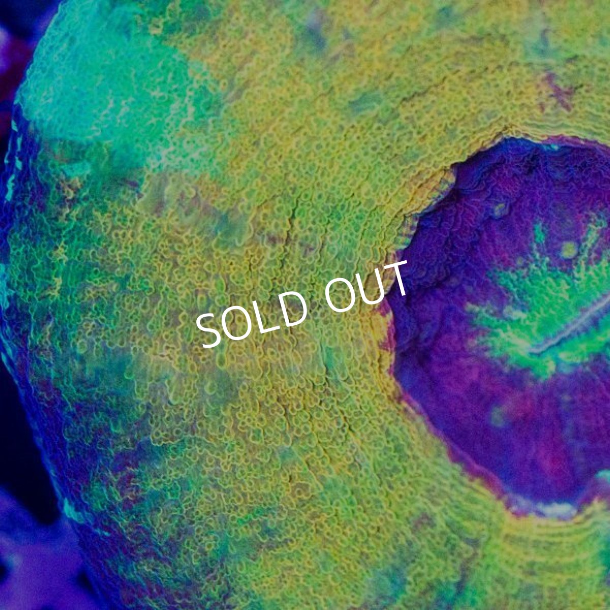 画像3: CDU スコリミア CUSTOM Master No.67 (3)