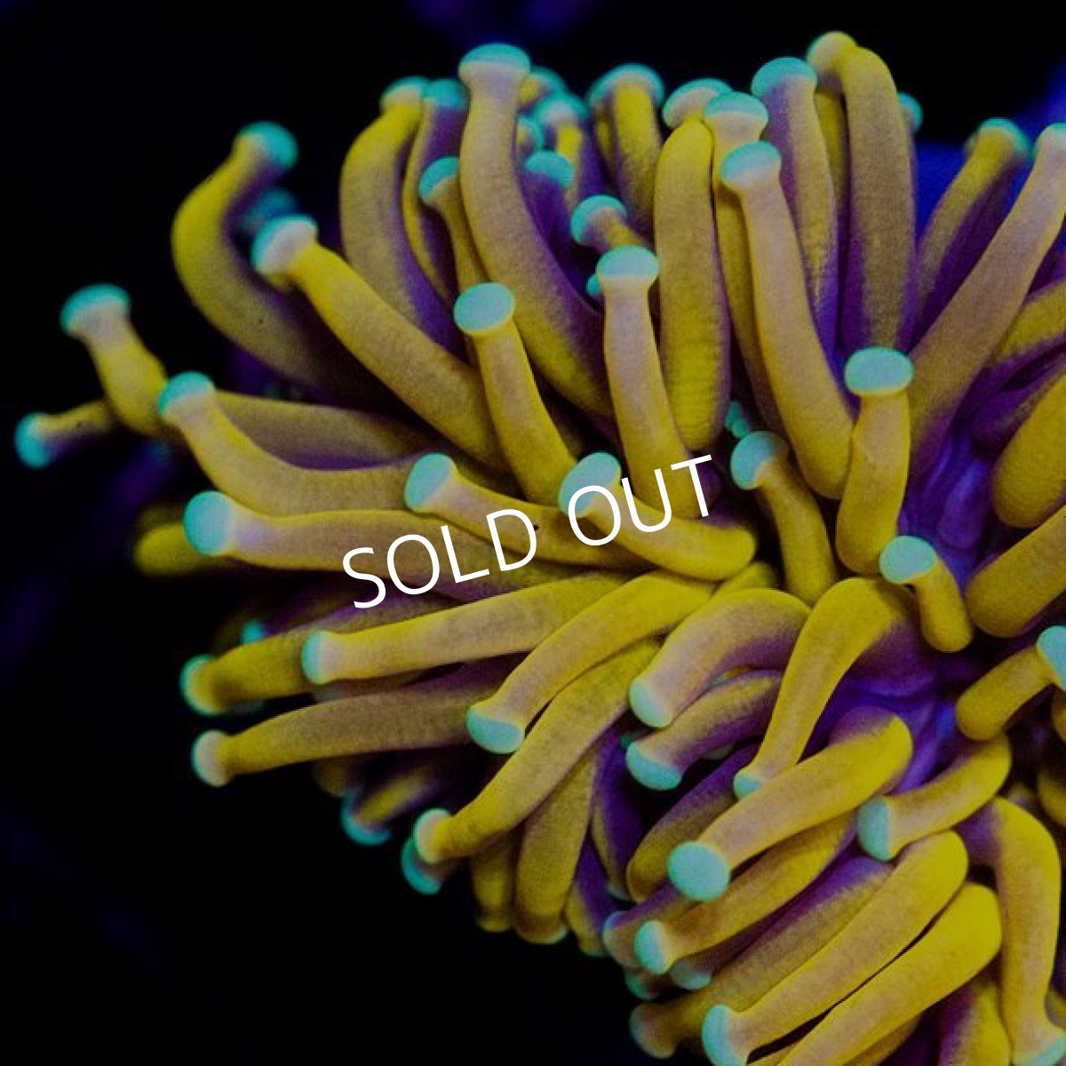 画像3: CDU ゴールドトーチ　No.4 (3)