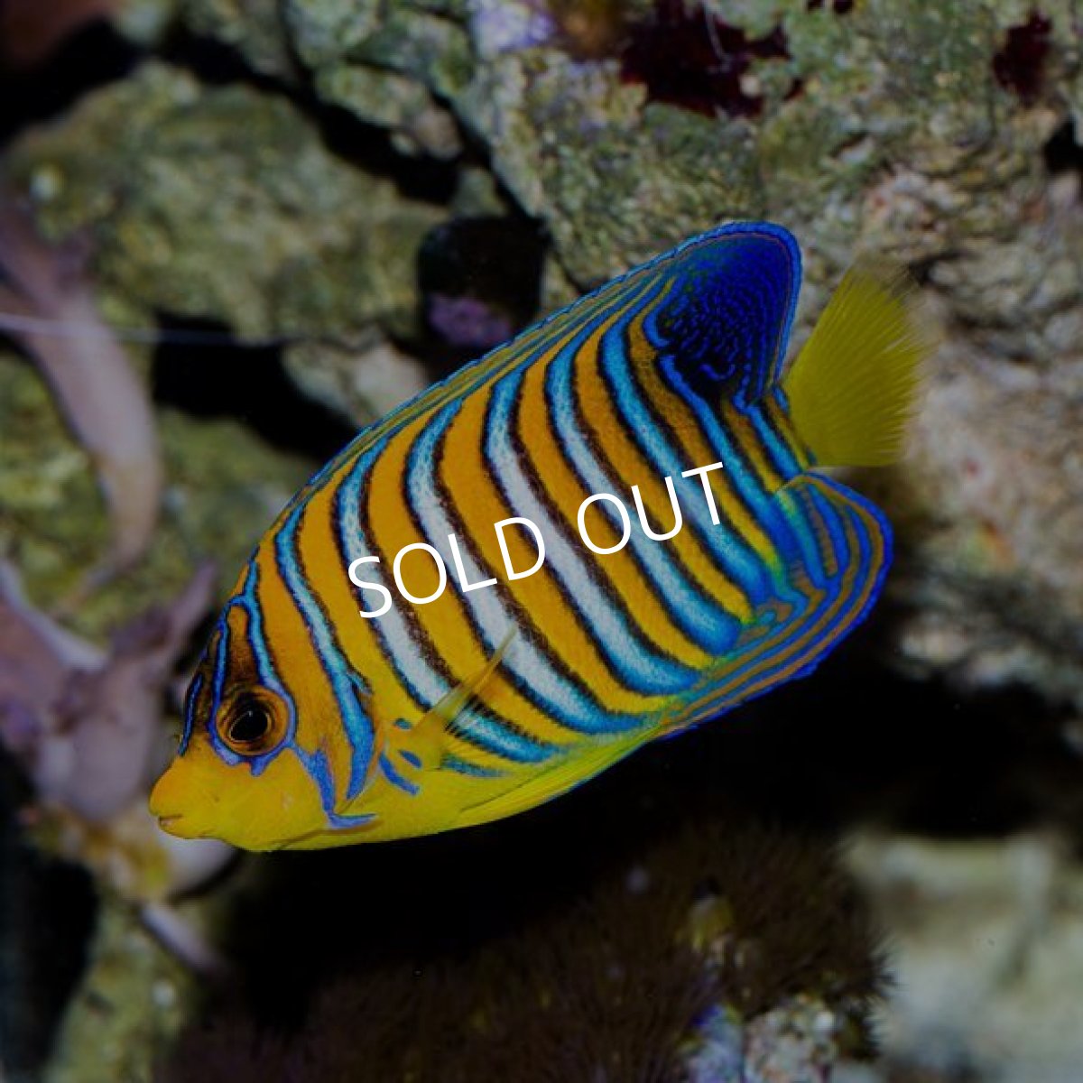 画像2: インドニシキヤッコ モルジブ (2)