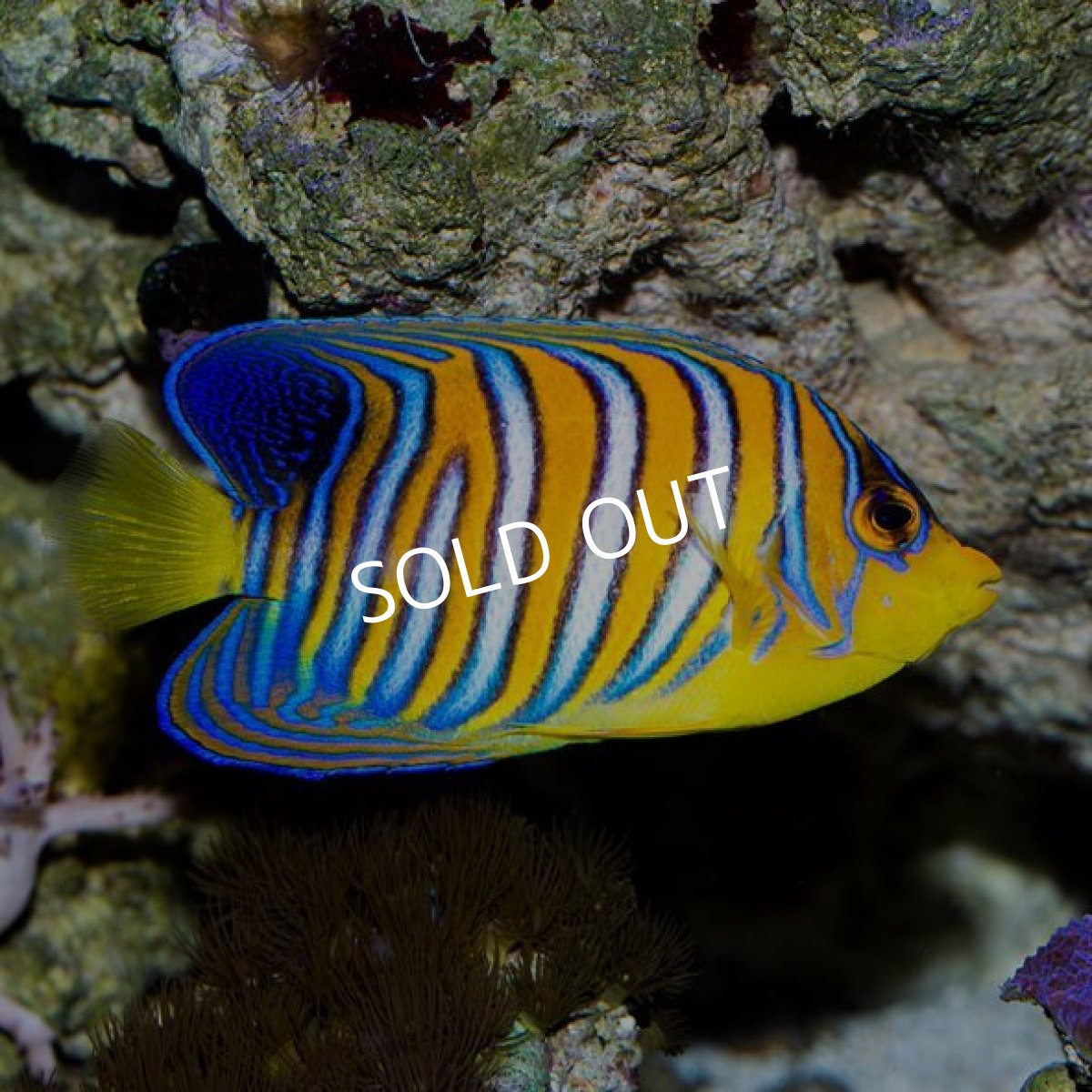 画像3: インドニシキヤッコ モルジブ (3)