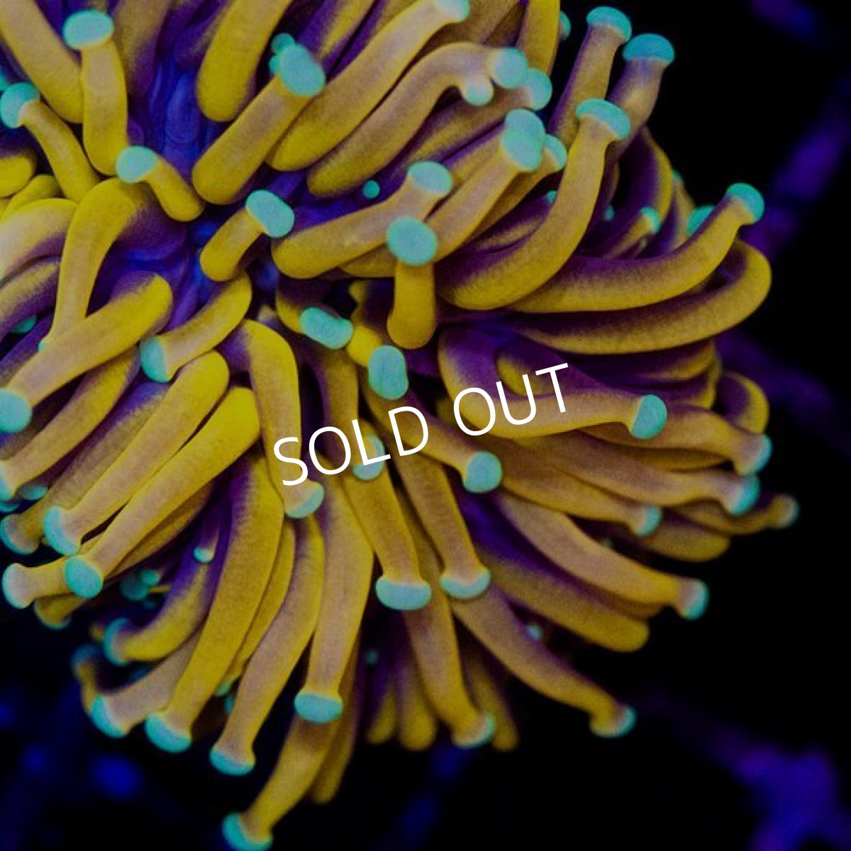 画像2: CDU ゴールドトーチ　No.4 (2)