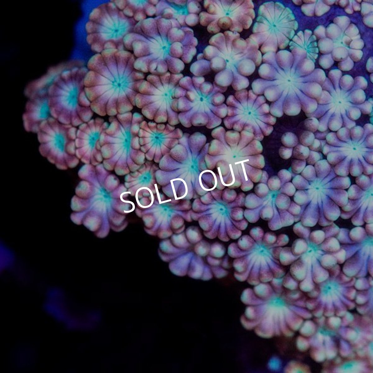 画像3: CDU アワサンゴ No.7 (3)